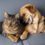 Adorable pet friends, a dog and cat snuggling up together.