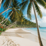 Adventure awaits on a tropical beach lined with tall palm trees.