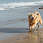 Golden retriever having a fun-filled beach day, running and playing in the sand.
