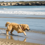 Golden retriever engaging in a playful beach game, surrounded by sand and sea.