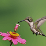 A moment captured where a hummingbird and flower meet in nature's dance.
