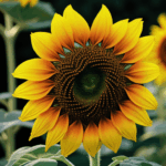 A garden scene featuring a blooming sunflower as its centerpiece.