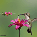 A hummingbird buzzes around a garden, attracted by the bright flowers.