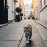 A chance encounter with a street cat, revealing the hidden stories of the city's feline inhabitants.