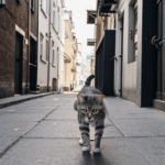 An inquisitive cat explores the urban area, discovering new sights and scents in the city.