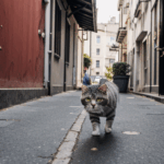 A city cat roams the streets, its every step a testament to its enduring urban spirit.