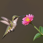A stunning shot of a hummingbird as it draws nectar from a vivid blossom.