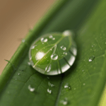 A crystal-clear dewdrop on a leaf, illustrating the fascinating interplay between light and nature.