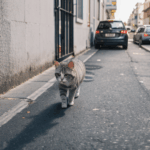 A day in the life of a city cat, experiencing the vibrant hustle and bustle of urban streets.