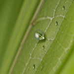 A glistening dewdrop on a leaf, symbolizing nature's artistry and the beauty found in everyday scenes.