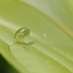 A close-up view of a dewdrop delicately resting on a vibrant green leaf, capturing the essence of nature's artistry.