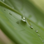 An elegant dewdrop on a leaf, symbolizing the delicate and awe-inspiring beauty of nature.