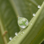 A glowing dewdrop on a leaf, capturing the ethereal beauty and elegance of nature's creations.