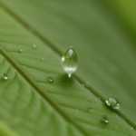 An inspiring dewdrop on a leaf, showcasing the simple yet profound beauty of the natural world.