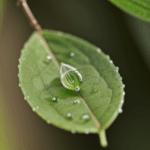 A detailed view of a dewdrop on a leaf, capturing the magic and wonder of nature in a single droplet.