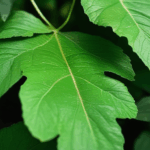 dewdrop-on-leaf-002.jpg