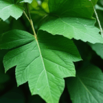 dewdrop-on-leaf-003.jpg