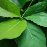 dewdrop-on-leaf-005.jpg