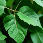 dewdrop-on-leaf-006.jpg