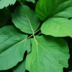 dewdrop-on-leaf-008.jpg