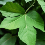 dewdrop-on-leaf-009.jpg