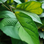 dewdrop-on-leaf-010.jpg