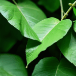 dewdrop-on-leaf-011.jpg