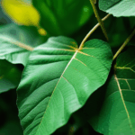 dewdrop-on-leaf-013.jpg