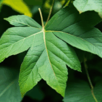 dewdrop-on-leaf-014.jpg