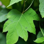 dewdrop-on-leaf-015.jpg