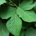 dewdrop-on-leaf-016.jpg