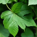 dewdrop-on-leaf-017.jpg