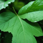 dewdrop-on-leaf-018.jpg