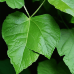 dewdrop-on-leaf-019.jpg