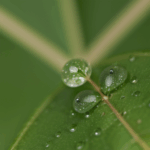 A single dewdrop perched on a leaf, reflecting light and showcasing the intricate beauty of the natural world.