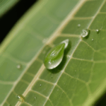A dewdrop on a leaf, reflecting its surroundings and highlighting the intricate details of the natural world.