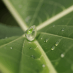 A scientific look at a dewdrop on a leaf, revealing the intricate details and beauty of nature.