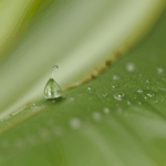 A shimmering dewdrop on a leaf, capturing the essence of tranquility and the beauty of the morning.