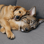A dog and cat cuddling together, showcasing a heartwarming bond.