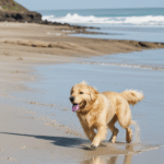 Golden retriever with wagging tail, enjoying a perfect day at the beach.