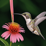 A hummingbird revels in a floral feast, surrounded by vibrant colors.