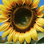 A landscape image of a garden with a prominent sunflower in bloom.