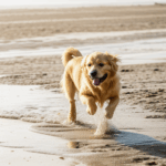 Golden retriever exuding joy as it runs along the scenic beachfront.
