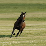 A spirited horse galloping through the meadow, revealing the beauty of nature.