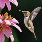 A hummingbird and a colorful flower create a scene of natural delight.