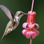 A colorful hummingbird in its natural habitat, enjoying floral nectar.