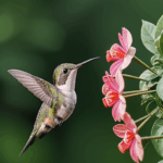 A hummingbird delicately drinks nectar from a vibrant flower in a garden.