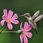 A hummingbird hovers gracefully around a flower, gathering sustenance.