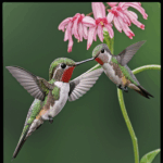 A hummingbird is caught in the act of pollination, visiting a garden flower.