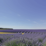 A breathtaking lavender field stretches under a clear blue sky, creating a serene landscape.